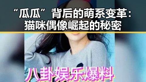 “瓜瓜”背后的萌系变革:猫咪偶像崛起的秘密